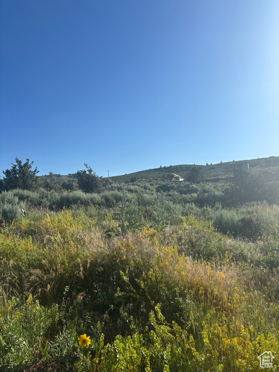View of local wilderness