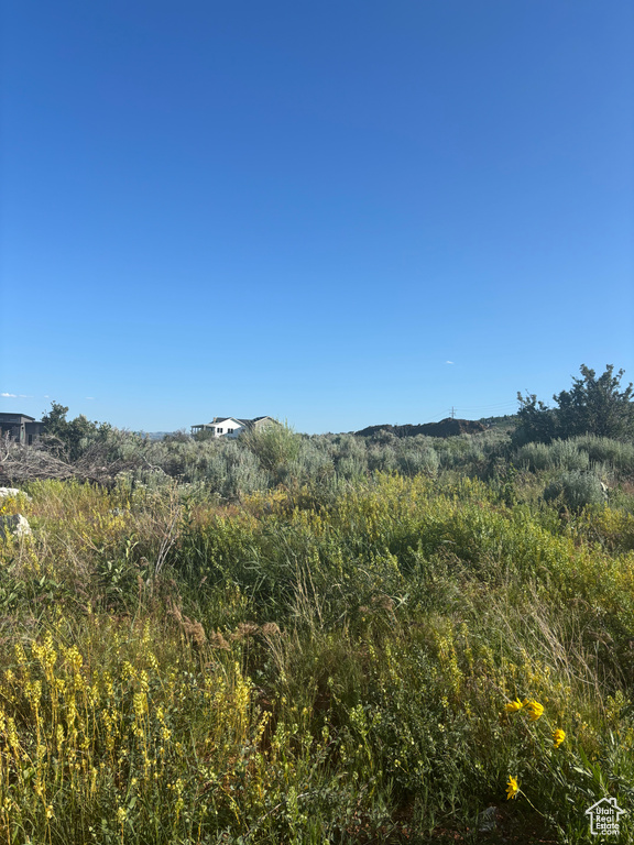 View of local wilderness