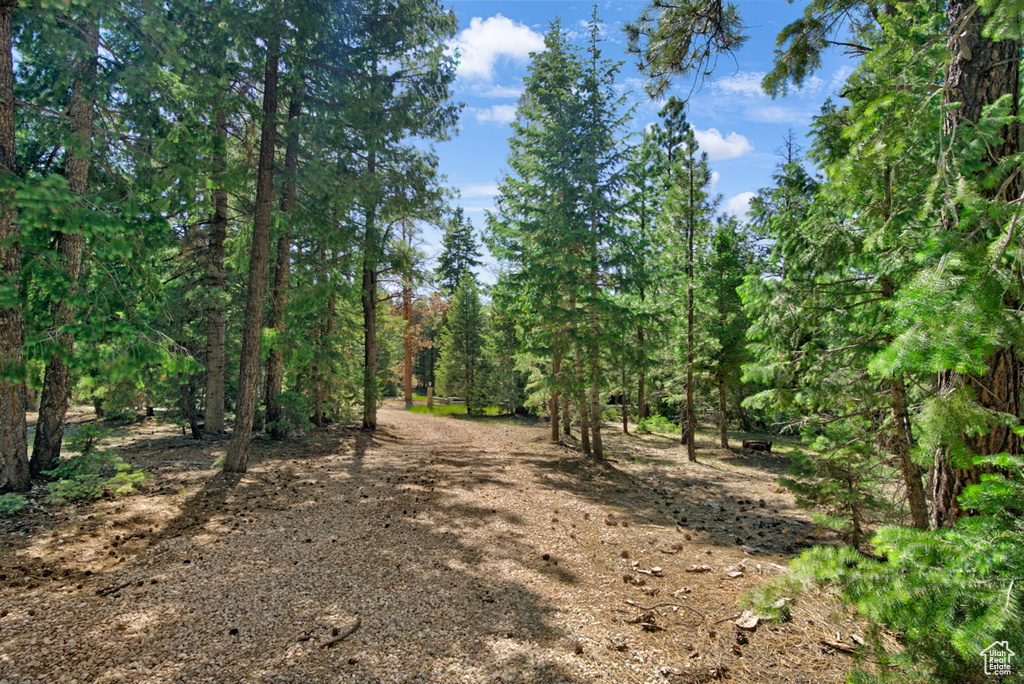 View of wooded area