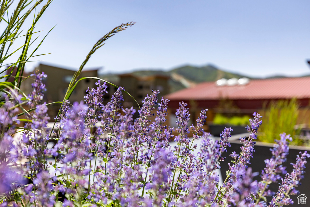 6169 PARK LANE #36 Park City, UT 84098