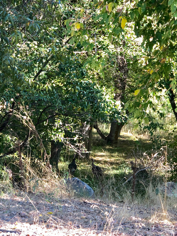 6 N HAPPY HOLLOW DR Springville, UT 84663