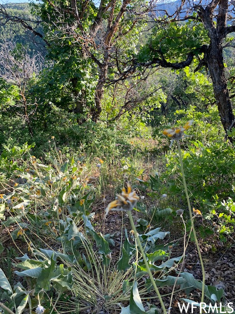 11 E SPRING MOUNTAIN DR Springville, UT 84663