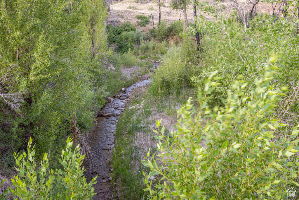 View of local wilderness