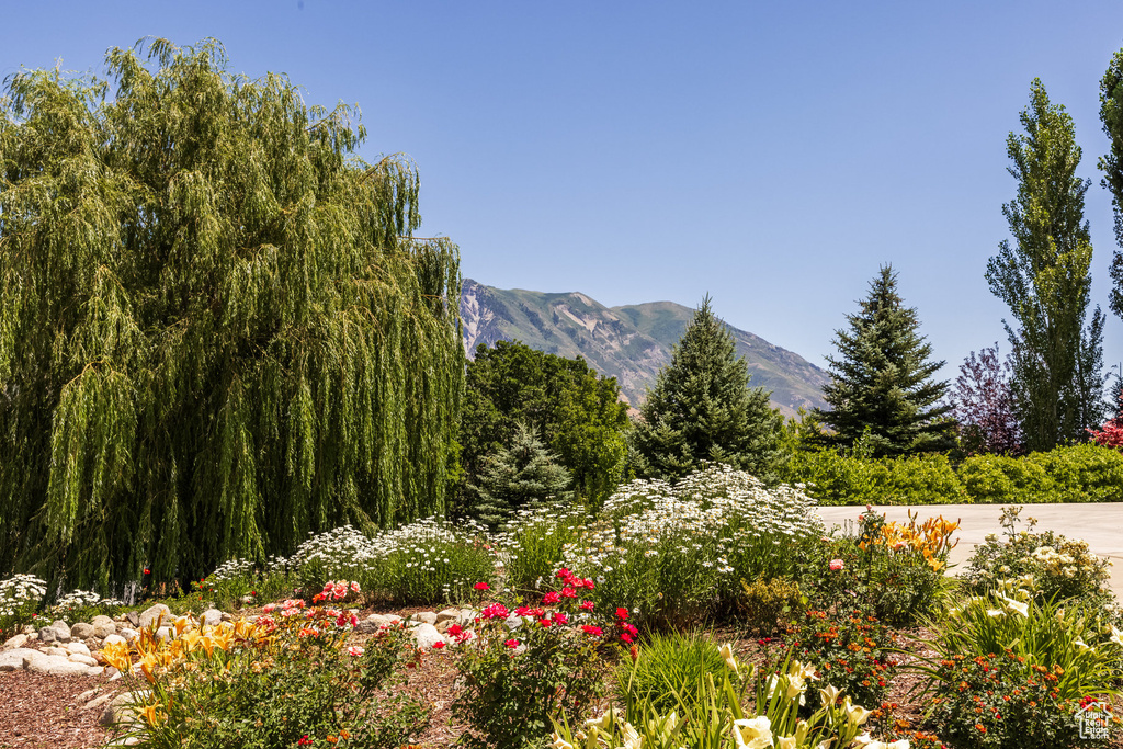 View of mountain background