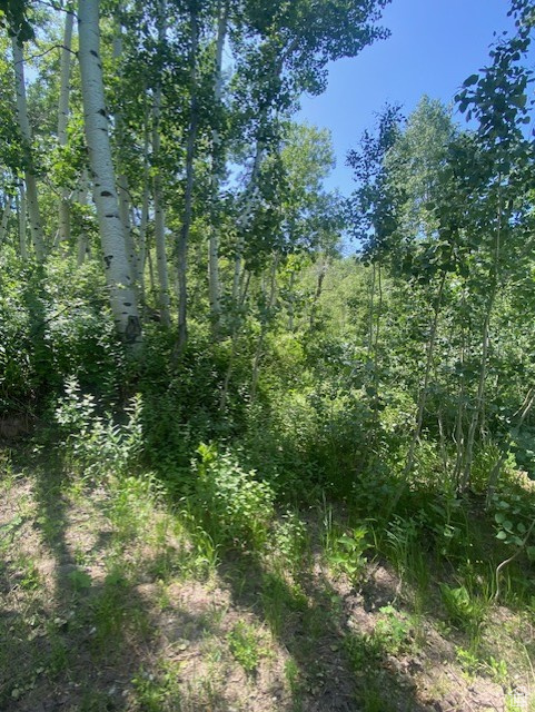 View of woods