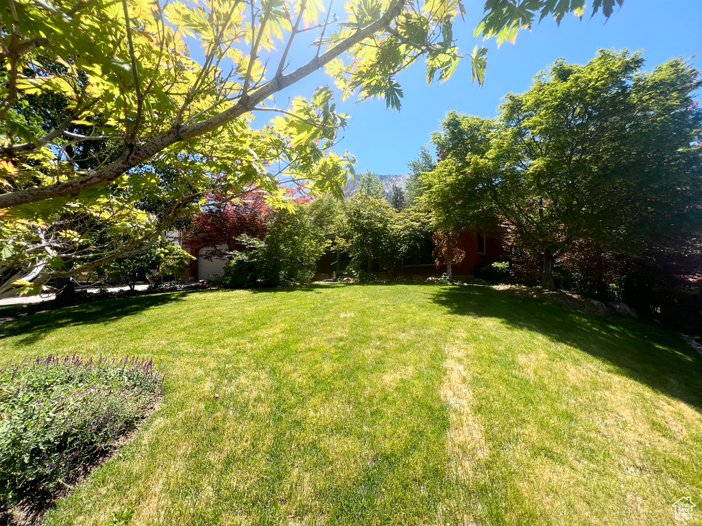 View of grassy yard