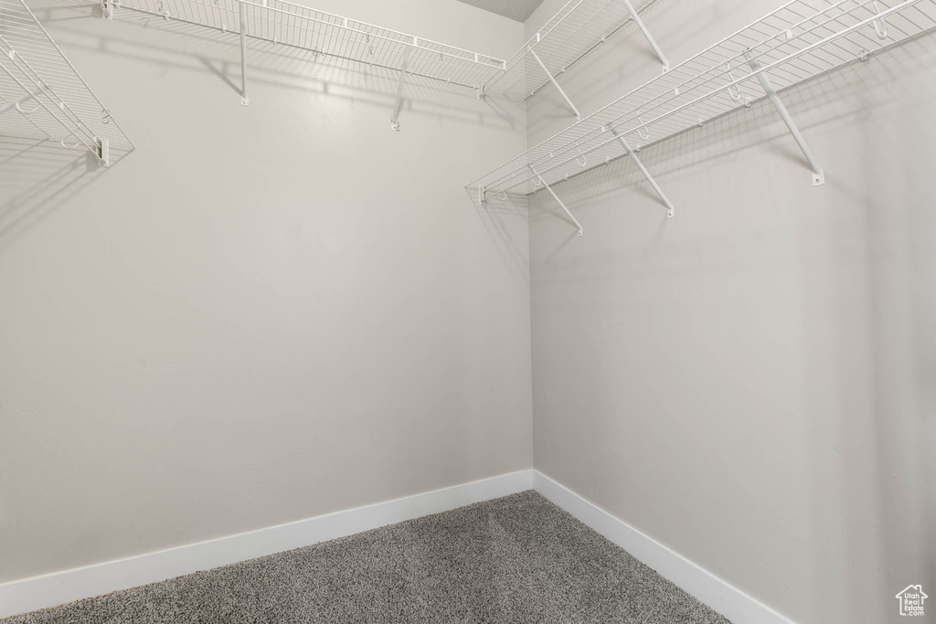 Spacious closet featuring carpet flooring