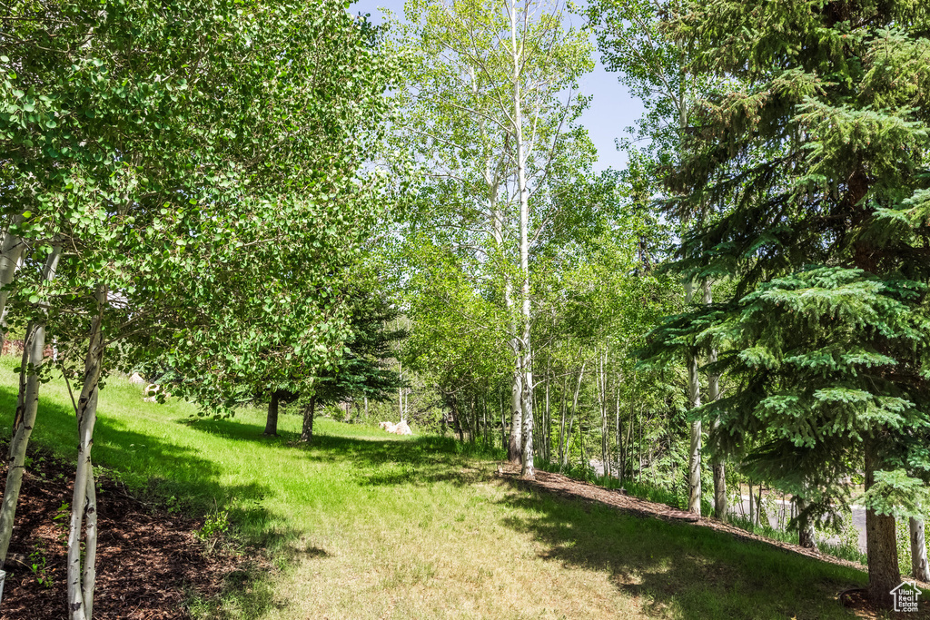 View of grassy yard