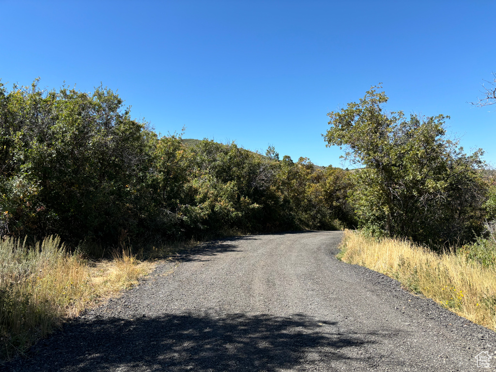 View of dirt / gravel road with a forest view