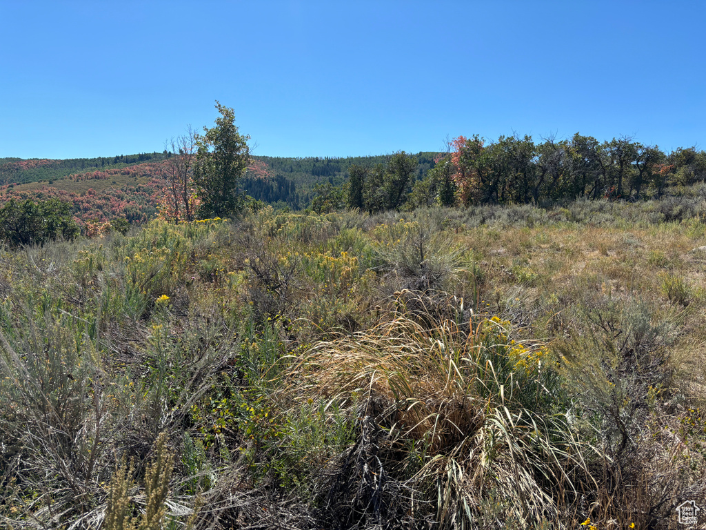 View of local wilderness