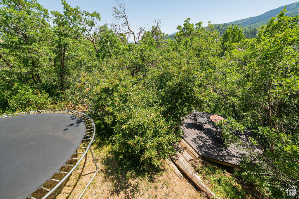 Aerial view of a forest