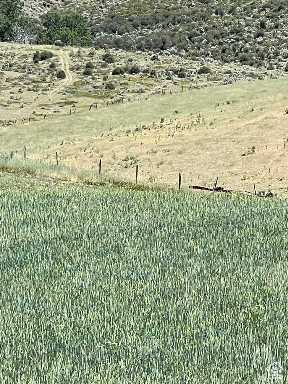 View of local wilderness