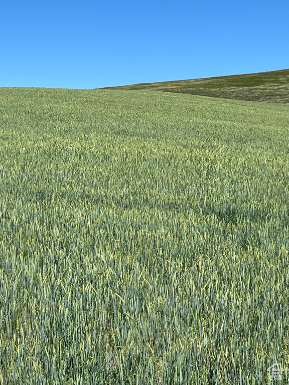 View of grassy yard