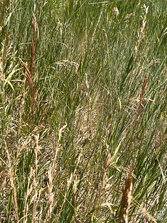 View of undeveloped land