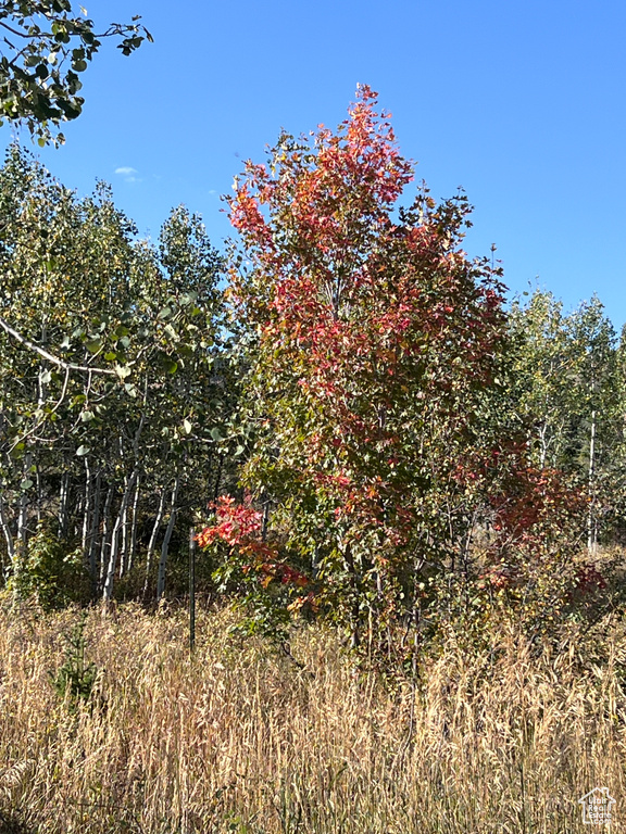 View of nature