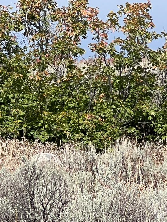 View of local wilderness
