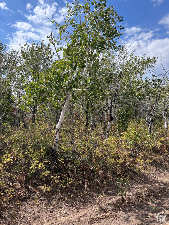 View of local wilderness