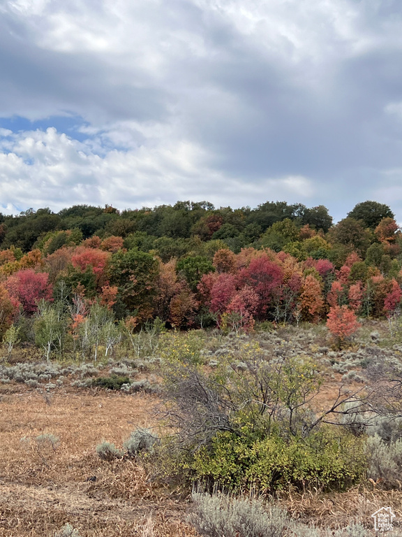 View of woods