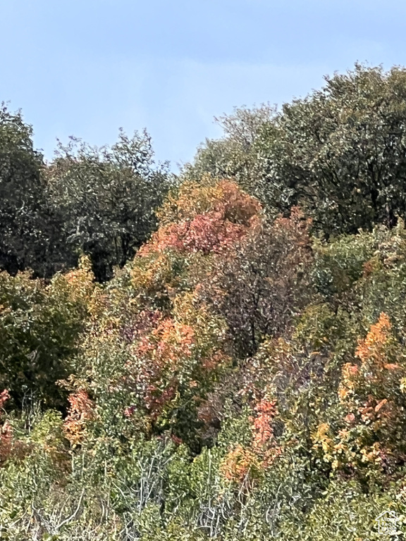 View of woods