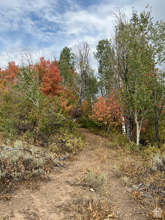 View of local wilderness