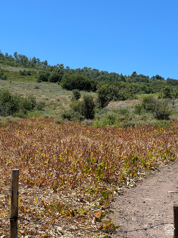 View of local wilderness
