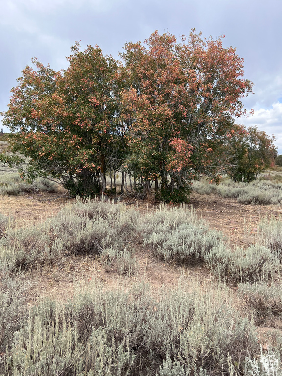 View of nature