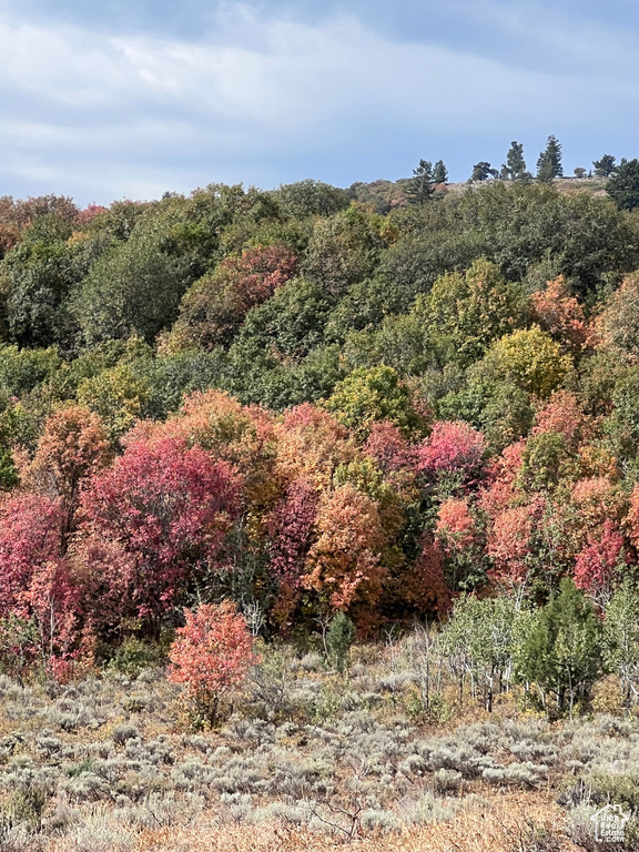 View of wooded area