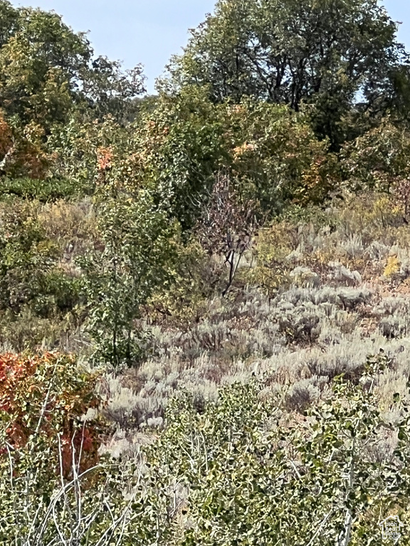 View of tree filled area