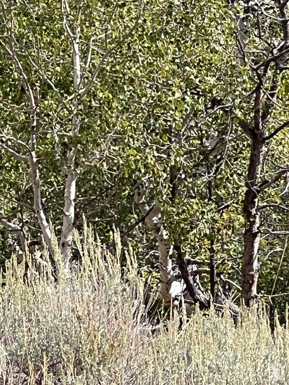 View of nature