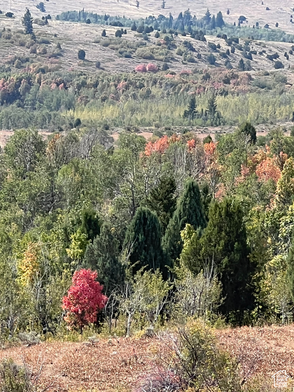 Aerial view of a forest