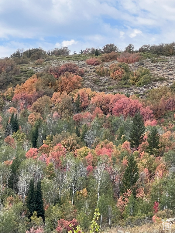 View of tree filled area