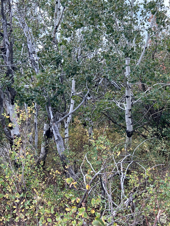 View of undeveloped land