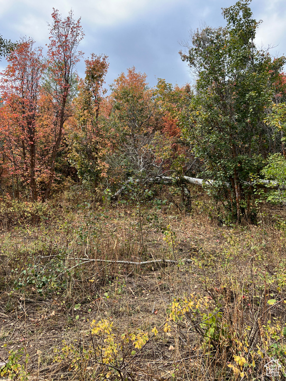 View of undeveloped land