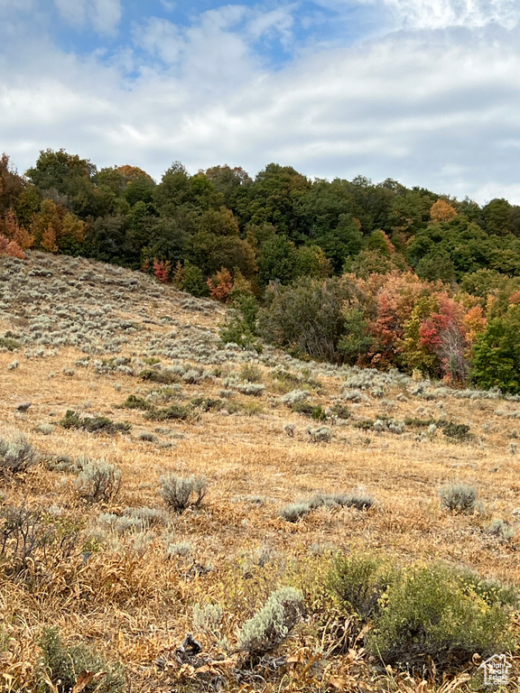 View of wooded area