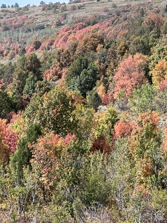 View of property location with a forest