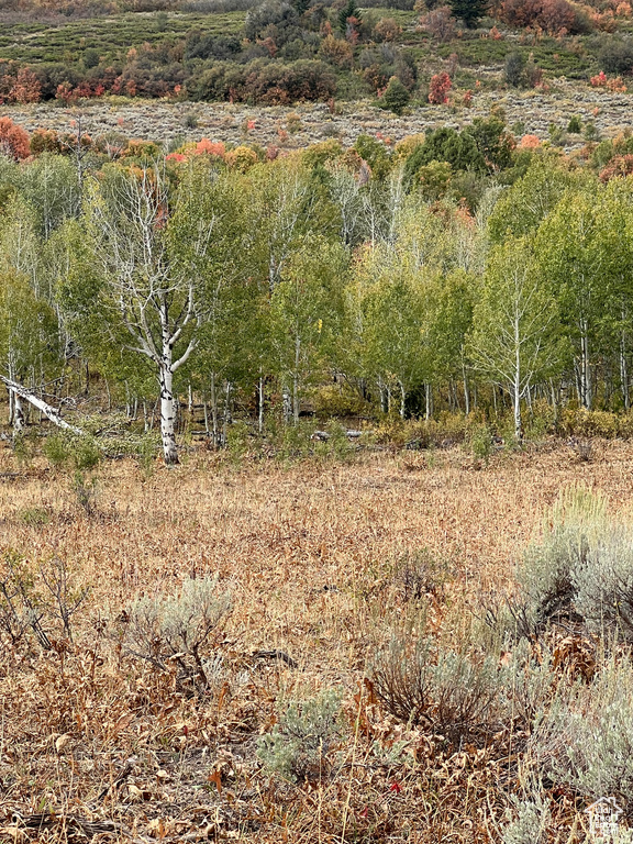 View of undeveloped land