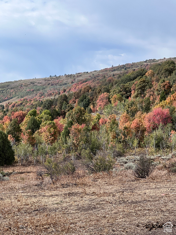View of woods