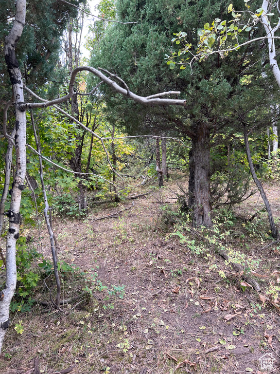 View of wooded area