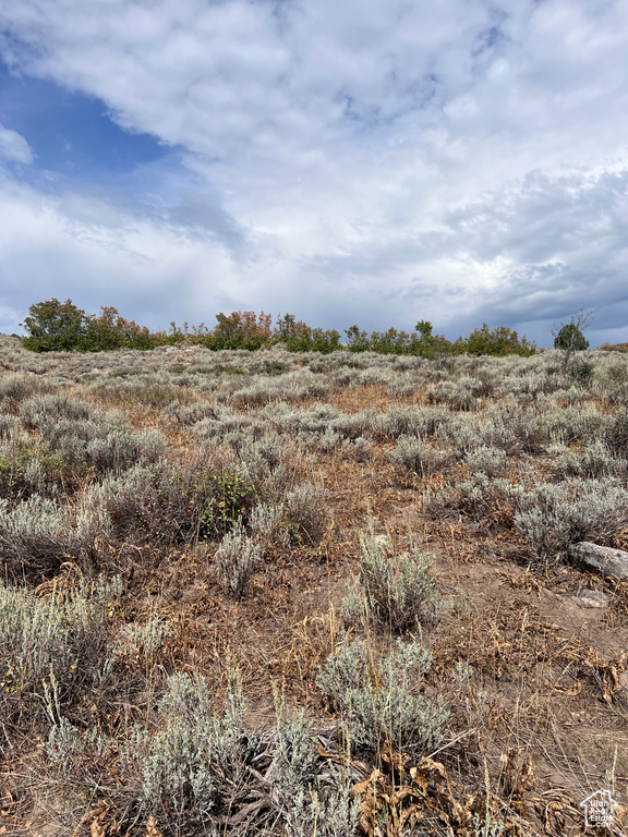 View of local wilderness