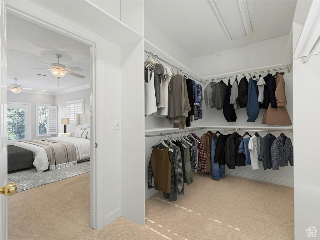 Walk in closet with carpet floors, attic access, and ceiling fan