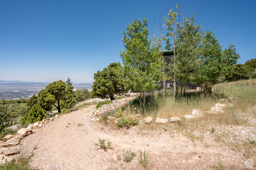 View of local wilderness