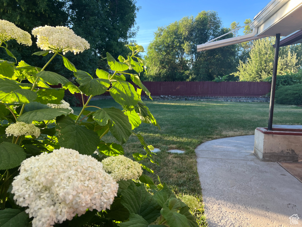 View of yard