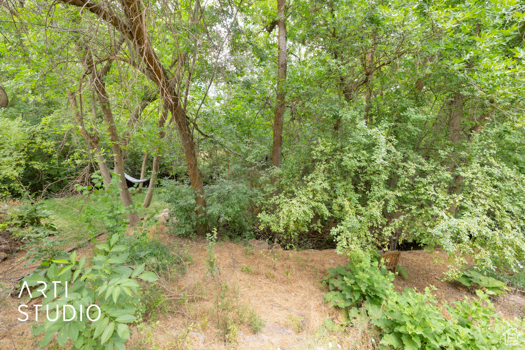 View of local wilderness