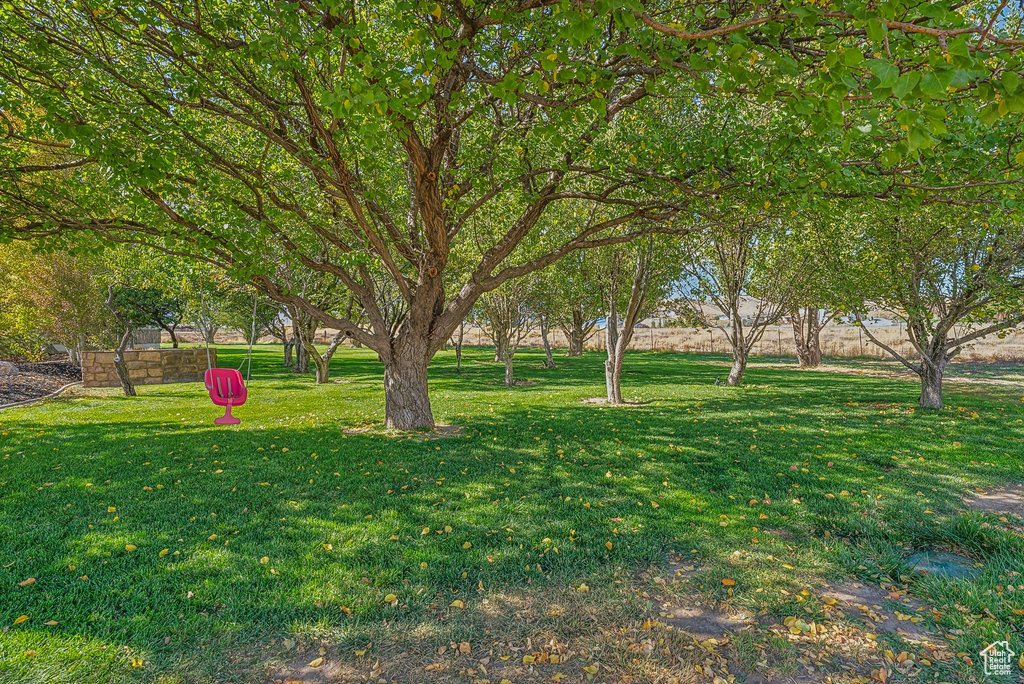 View of grassy yard