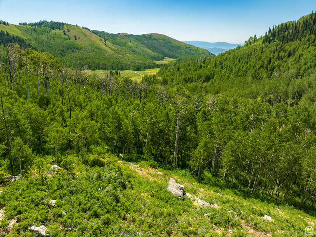 Mountain view featuring a heavily wooded area