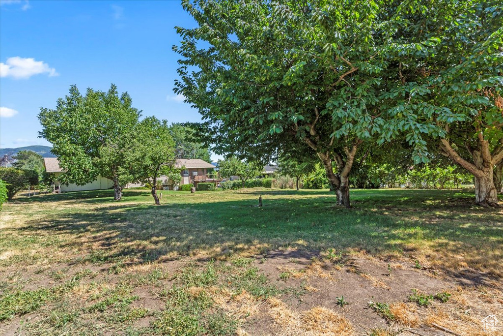View of grassy yard