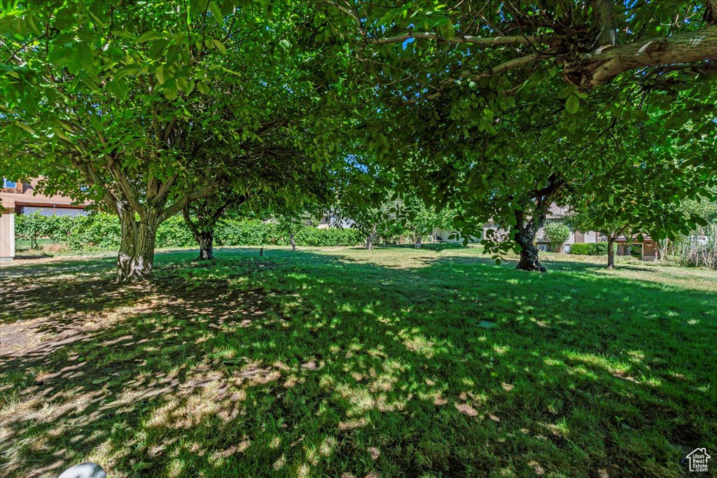 View of grassy yard