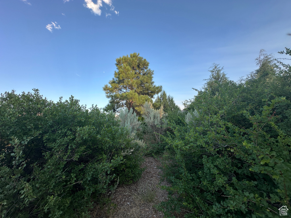 View of local wilderness