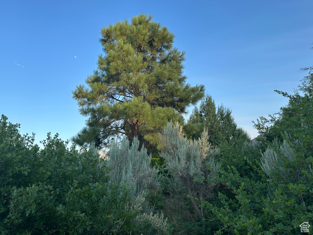 View of local wilderness