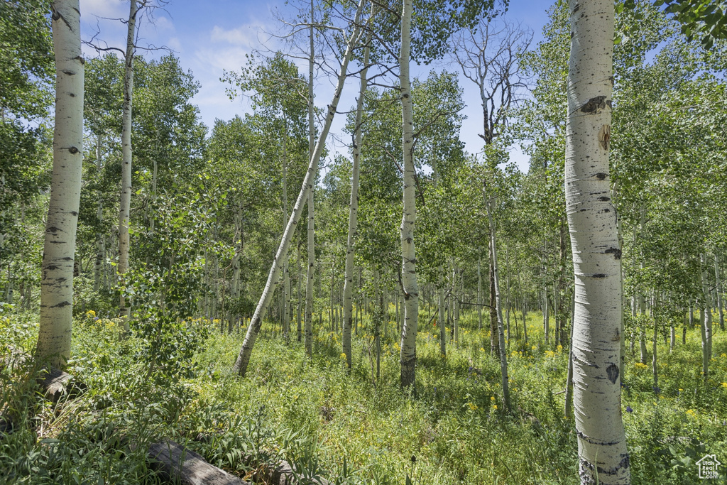 View of wooded area